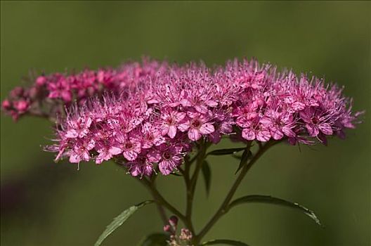 紫色,花,日本,绣线菊属,日本山茶