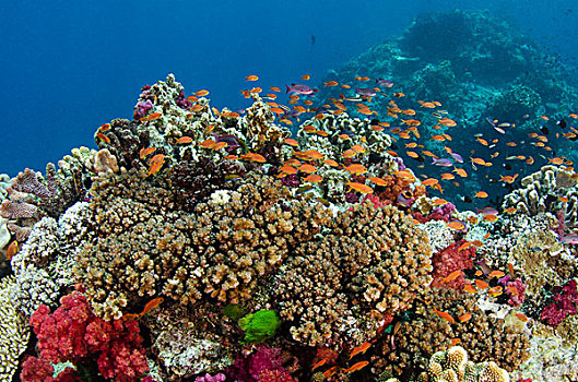 金拟花鲈,不同,珊瑚礁,斐济,橙色,紫色