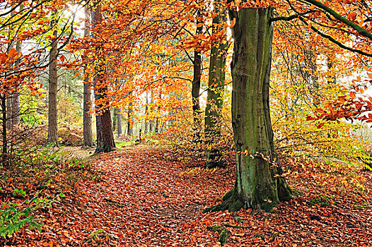 秋色,树林