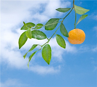 柑橘,天空,背景