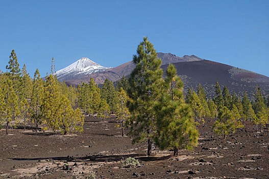 火山囗,泰德峰,特内里费岛,加纳利群岛