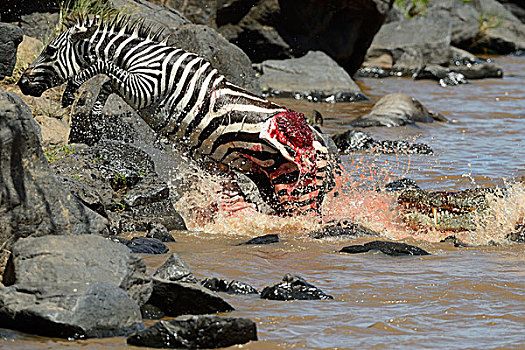 平原斑马,马,受伤,鳄鱼,攻击,跳跃,岸边,马拉河,马赛马拉国家保护区,肯尼亚,非洲