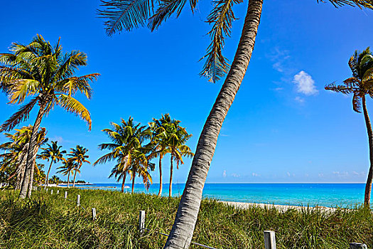 西礁岛,佛罗里达,海滩,棕榈树,美国