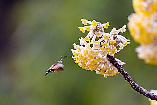 结香花与蜂鸟鹰蛾