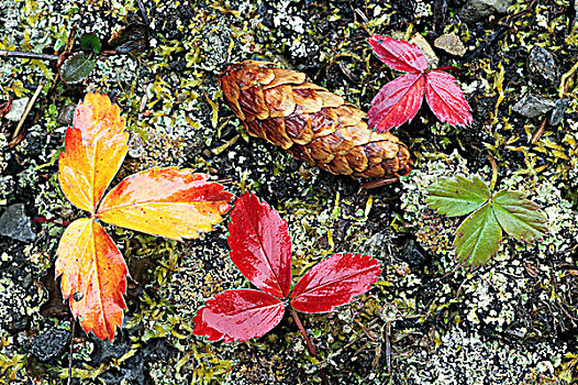 特写,草莓叶,松树,松果,林中地面,卡纳纳斯基斯县,艾伯塔省,加拿大