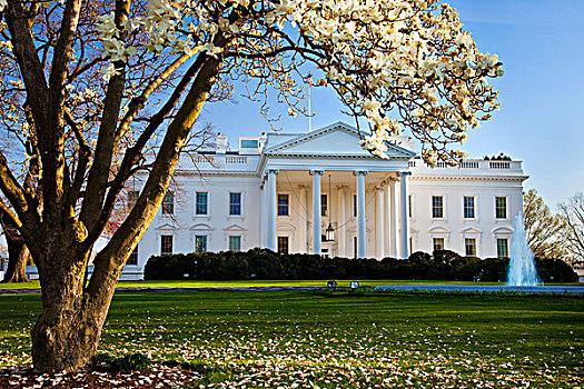 花,樱桃树,地面,白宫,华盛顿特区,美国