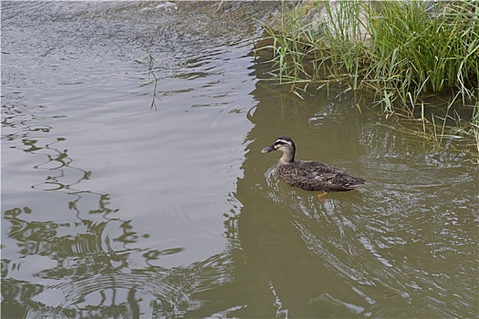池塘里游弋的小鸭子