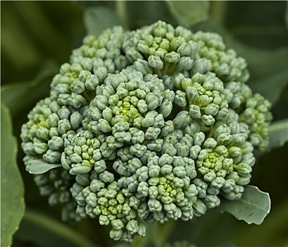 新鲜,有机蔬菜,花椰菜,自产,花园