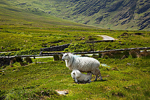 羊羔,喝,牛奶,科克郡,爱尔兰