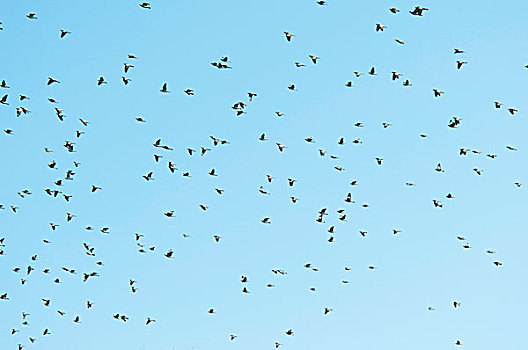鸽子,飞,蓝天背景