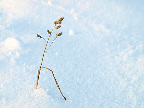 雪中