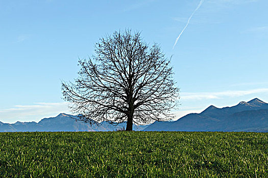 树,山,巴伐利亚阿尔卑斯山,背影,上巴伐利亚,德国,欧洲