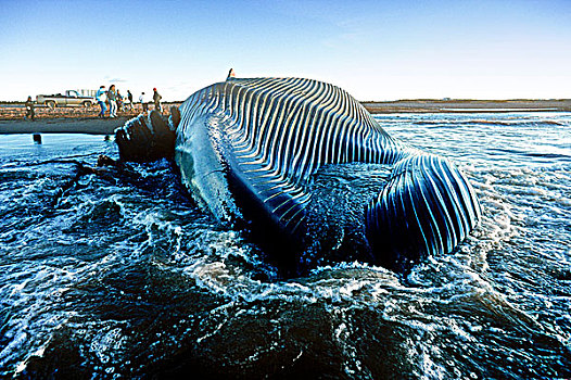 死,蓝鲸,挪威,爱德华王子岛,加拿大