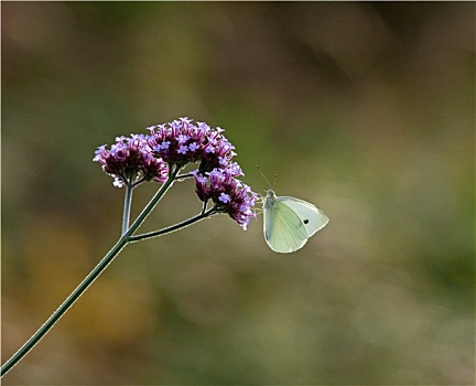 小,白色,蝴蝶,马鞭草属植物