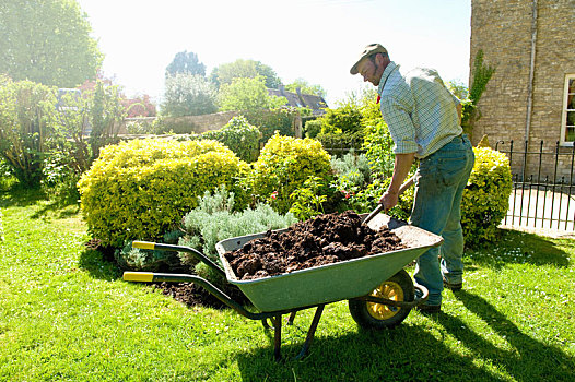 一个,男人,园艺,耙,增加,覆盖层,肥料,土地,成熟,灌木