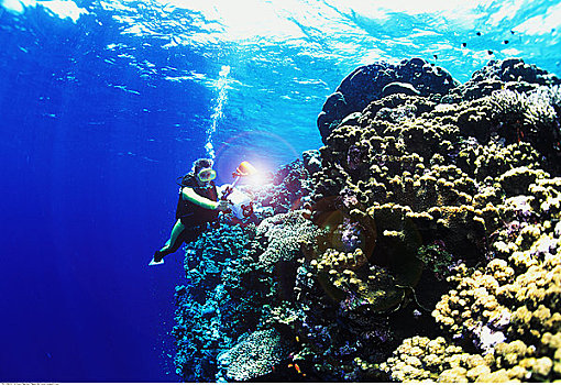 潜水,拍摄,礁石