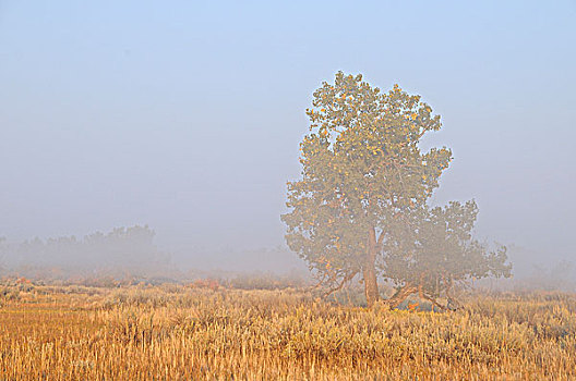 晨雾,棉白杨,恐龙省立公园,艾伯塔省,加拿大