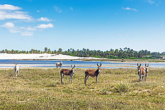 驴,杰里考考拉,国家公园,巴西,南美