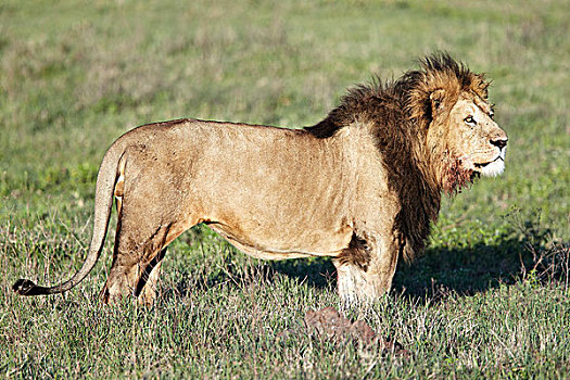 狮子,恩戈罗恩戈罗火山口,恩格罗恩格罗,保护区,坦桑尼亚,非洲