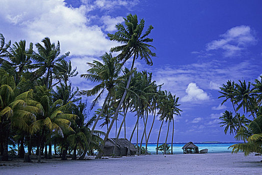 库克群岛,环礁,热带海岛,场景,茅草屋顶,小屋,椰树,树