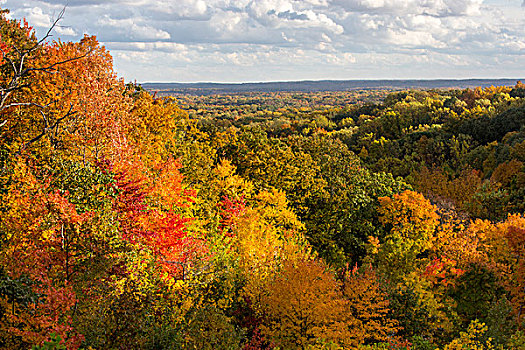 山,秋色,褐色,州立公园,靠近,纳什维尔,印地安那,美国