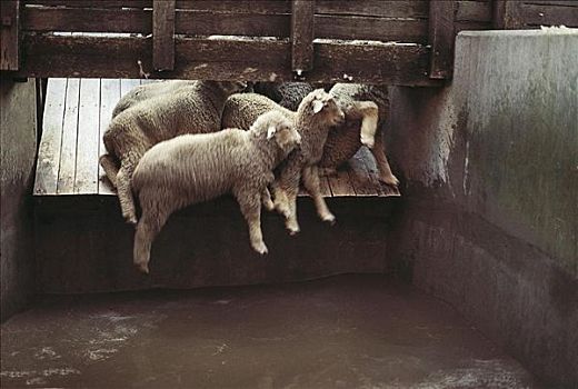 绵羊,哺乳动物,农业