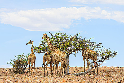 长颈鹿,荒芜,风景,吃,树,达马拉兰,区域,纳米比亚,非洲