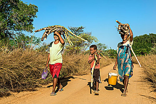 两个,马尔加什人,女人,男孩,走,途中,甘蔗,头部,省,马达加斯加,非洲