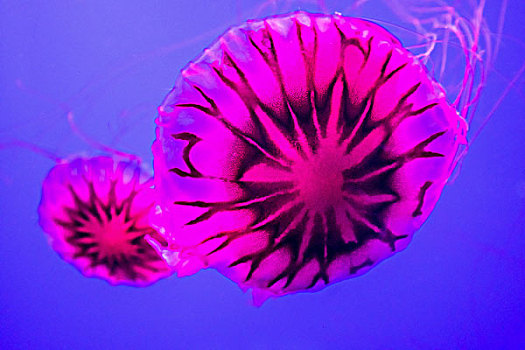 亚洲中国山东烟台海昌鲸鲨海洋公园水母jellyfish