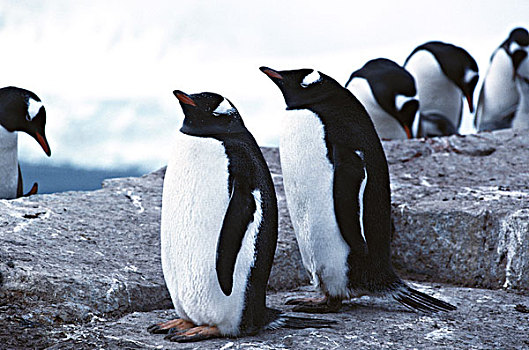 南极,半岛,巴布亚企鹅,站立,石头,冬天,大幅,尺寸