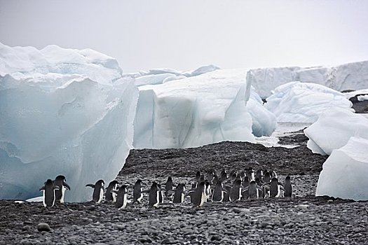 巴布亚企鹅,走,冰山,布朗布拉夫,南极