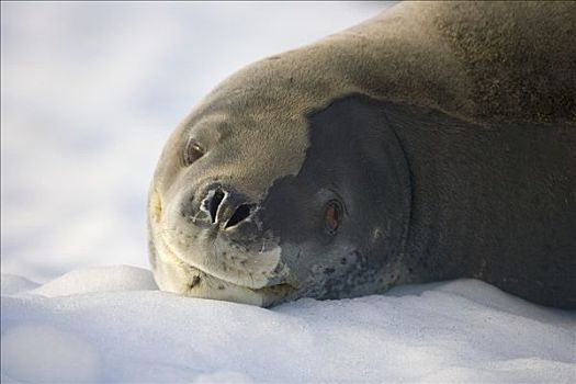 海豹,幼兽,休息,浮冰,通道,南极