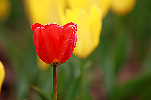 郁金香,鲜花,红,特写