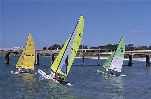 帆船,船,比赛,赛舟会,夏天,假日,港口,澳大利亚,水上运动