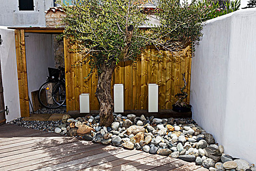 梯田,家,后面,石头,园圃,橄榄树