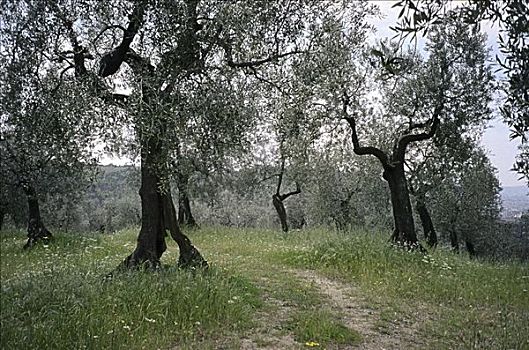 橄榄林,意大利