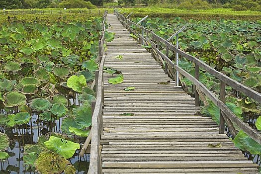 木板路,莲花池,湖,清莱,省,泰国