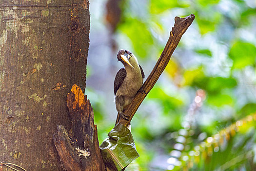 斯里兰卡生活在密林树洞中的灰犀鸟