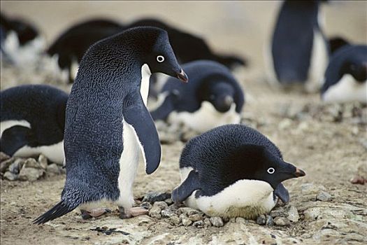 阿德利企鹅,展示,鸟,南极