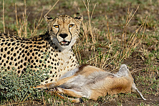 印度豹,捕食,瞪羚,猎豹,塞伦盖蒂国家公园,坦桑尼亚