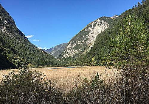 九寨沟芦苇海