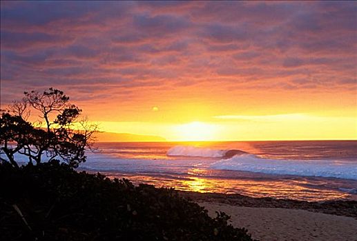 夏威夷,瓦胡岛,北岸,日落,树,剪影