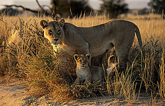狮子,雌狮,幼兽,卡拉哈迪大羚羊国家公园,卡拉哈里沙漠,南非,非洲