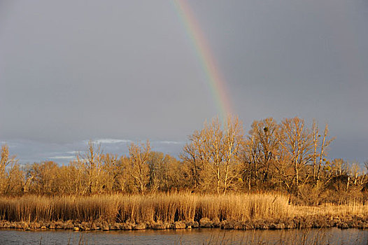 彩虹,多瑙河,湿地,国家公园,下奥地利州,奥地利,欧洲