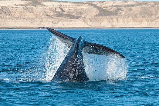 鲸尾叶突,南露脊鲸,瓦尔德斯半岛,巴塔哥尼亚,阿根廷,南美