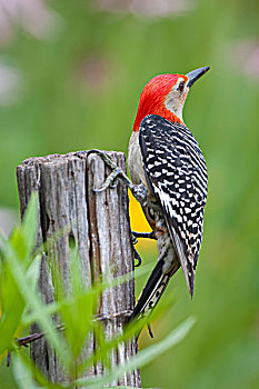 啄木鸟,雄性,栅栏柱,花,花园,伊利诺斯,美国