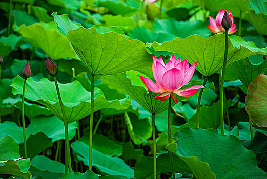 荷花特写