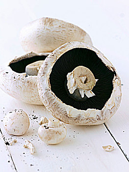 波多白洛大蘑菇,蘑菇,木质背景