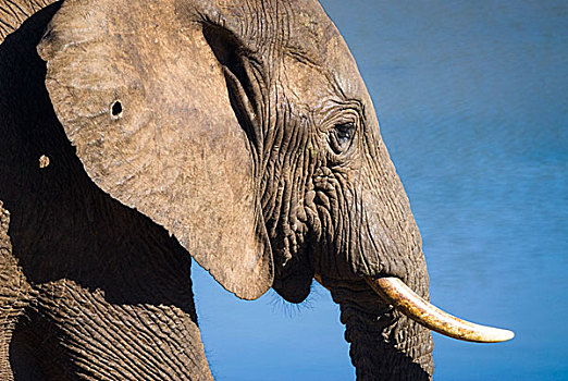 非洲象,非洲,灌木,大象,阿多大象国家公园,东开普省,南非