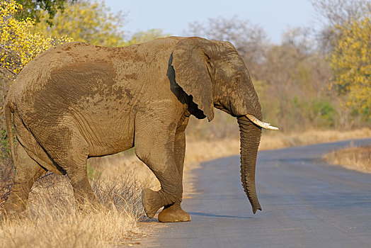 非洲,灌木,大象,非洲象,成年,雄性动物,道路,克鲁格国家公园,南非